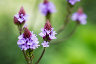    Bahçede büyüyen çiçeklerin fotoğrafı.   