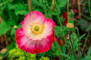 Bahçede büyüyen çiçeklerin fotoğrafı.       