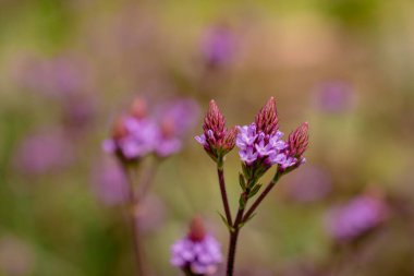  Bahçede büyüyen akıntıların fotoğrafı  