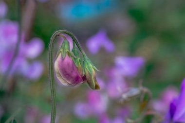    Bahçede büyüyen çiçeklerin fotoğrafı.   