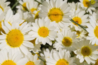    Bahçede büyüyen çiçeklerin fotoğrafı.  