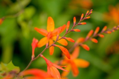    Bahçede büyüyen çiçeklerin fotoğrafı.  