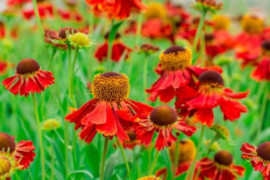    Bahçede büyüyen çiçeklerin fotoğrafı.  