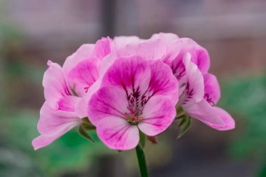 Bahçede büyüyen çiçeklerin fotoğrafı.       