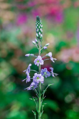    Bahçede çiçek yetiştirme fotoğrafı.  