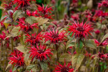    Bahçede büyüyen çiçeklerin fotoğrafı.  