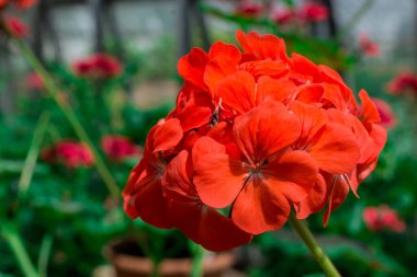 Bahçede büyüyen çiçeklerin fotoğrafı.       