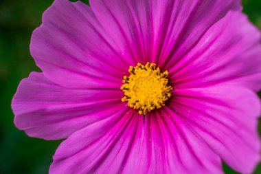    Bahçede büyüyen çiçeklerin fotoğrafı.   