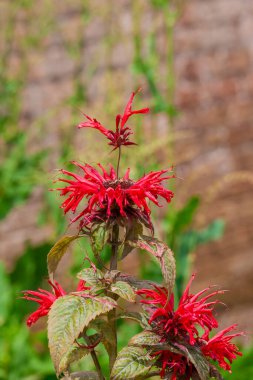    Bahçede büyüyen çiçeklerin fotoğrafı.  