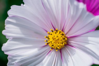    Bahçede büyüyen çiçeklerin fotoğrafı.   
