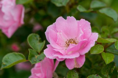    Bahçede büyüyen çiçeklerin fotoğrafı.  