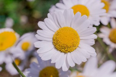    Bahçede büyüyen çiçeklerin fotoğrafı.   