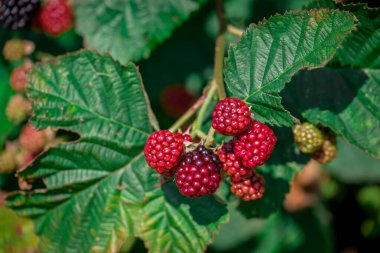 Bahçede böğürtlen yetiştirme fotoğrafı          