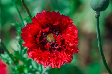 Bahçede büyüyen çiçeklerin fotoğrafı.       