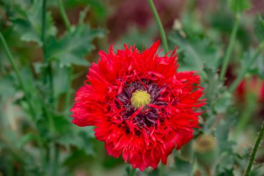Bahçede büyüyen çiçeklerin fotoğrafı.       