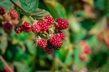 Bahçede böğürtlen yetiştirme fotoğrafı          