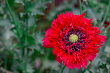 Bahçede büyüyen çiçeklerin fotoğrafı.       