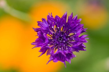    Bahçede büyüyen çiçeklerin fotoğrafı.  