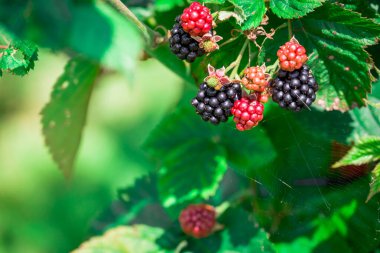 Bahçede böğürtlen yetiştirme fotoğrafı          