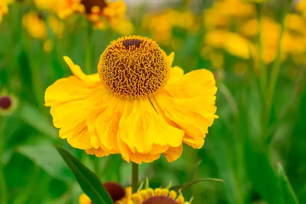 stock image Photo of growing flowers in the garden       