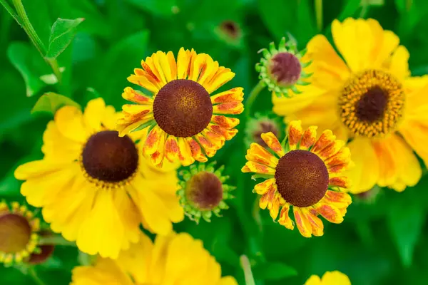 stock image Photo of growing flowers in the garden       