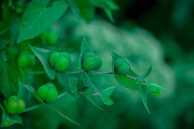    Bahçede büyüyen çiçeklerin fotoğrafı.   