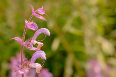 Bahçede büyüyen kedi nanesi fotoğrafı.    