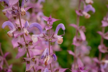 Bahçede büyüyen kedi nanesi fotoğrafı.    