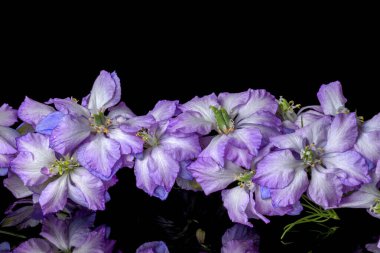 Siyah arkaplanda güzel çiçeklerin fotoğrafı 