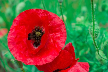 Bahçede büyüyen çiçeklerin fotoğrafı.       