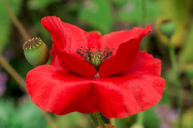 Bahçede büyüyen çiçeklerin fotoğrafı.      