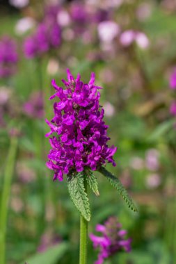  Bahçede bitki yetiştirme fotoğrafı.  