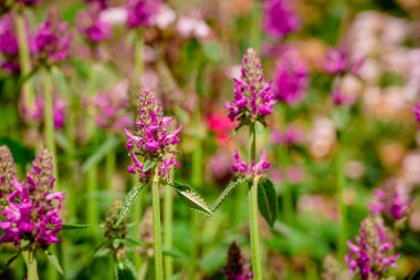 Bahçede büyüyen kedi nanesi fotoğrafı.  