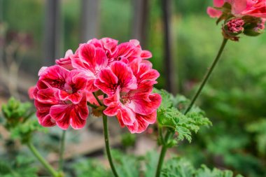 Bahçede büyüyen çiçeklerin fotoğrafı.        