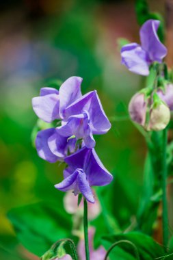    Bahçede büyüyen çiçeklerin fotoğrafı.   