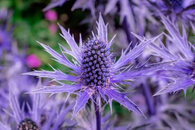    Bahçede çiçek yetiştirme fotoğrafı. 