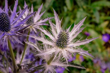    Bahçede çiçek yetiştirme fotoğrafı. 