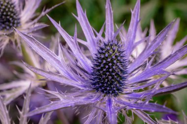    Bahçede çiçek yetiştirme fotoğrafı. 