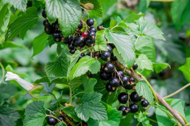   Bahçede kuşüzümü yetiştirme fotoğrafı.    