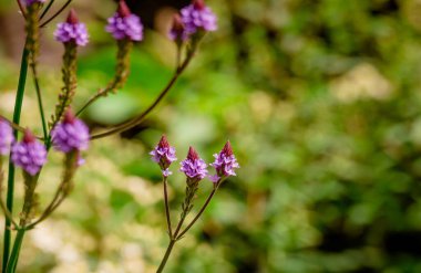    Bahçede verbena çiçeği yetiştirme fotoğrafı  