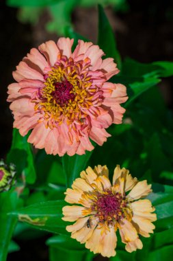    Bahçede büyüyen çiçeklerin fotoğrafı.  