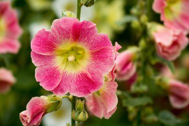    Bahçede büyüyen çiçeklerin fotoğrafı.  
