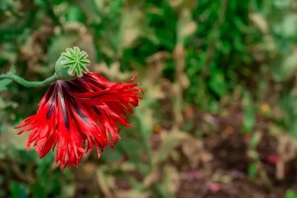 stock image Photo of growing flowers in the garden      