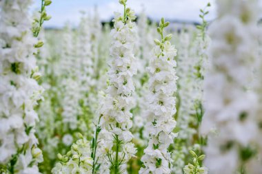 Konfeti tarlalarında güzel çiçekler yetişiyor.