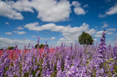 Konfeti tarlalarında güzel çiçekler yetişiyor.