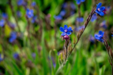 Photo of growing flowers in the garden  clipart