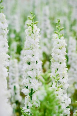 Konfeti tarlalarında güzel çiçekler yetişiyor.