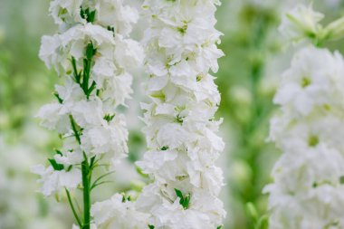 Konfeti tarlalarında güzel çiçekler yetişiyor.