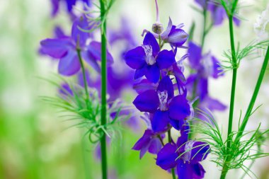 Konfeti tarlalarında güzel çiçekler yetişiyor.