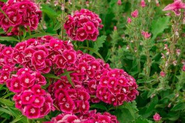 Bahçede büyüyen çiçeklerin fotoğrafı. 